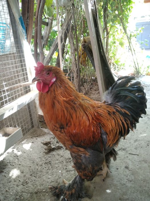 Декор Хорозлар бокишга 8та 3хил рангидан бор