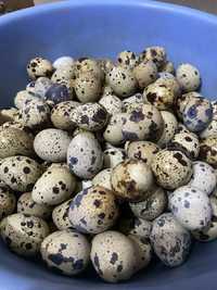 Продам инкубационные яйца перепела породы феникс фараон техас.