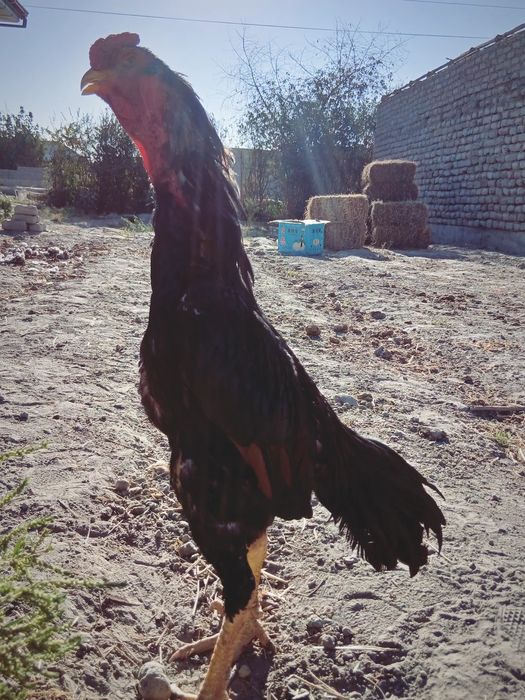 Tozza yapon zot sotiladi