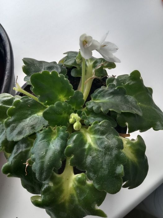 Комнатные цветы.