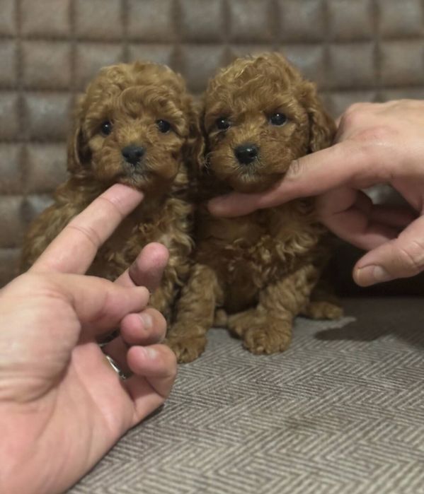 Готовятся,к продажи щенки мальтипу