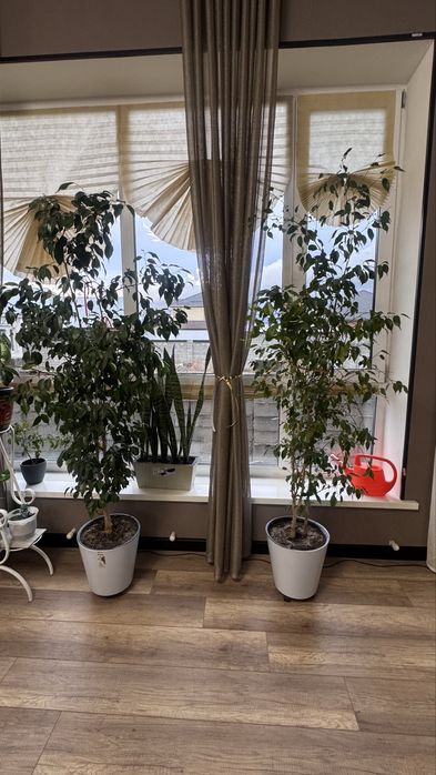 Комнатные цветы и декоративные деревья в горшках