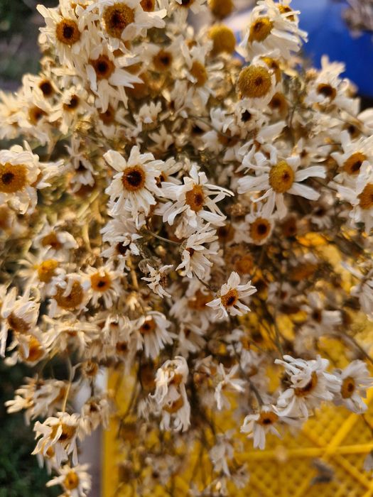 Веники из лечебных трав Ромашка