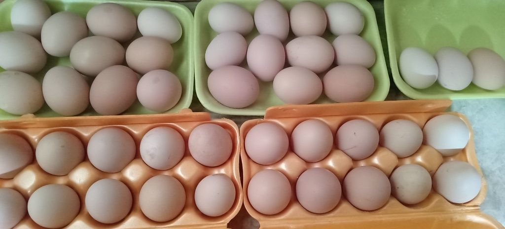 Яйца домашние крупные