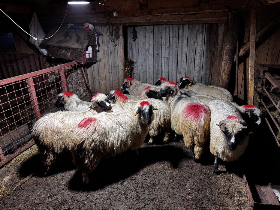 Vand miori si noatine breze