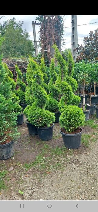 Vând plante ornametale