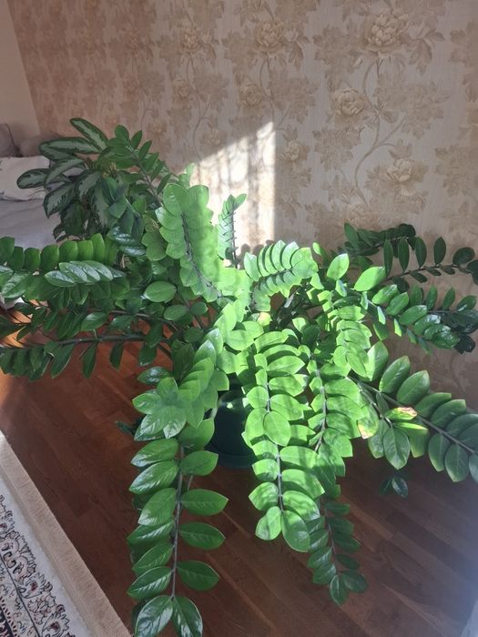 Продам комнатные растения