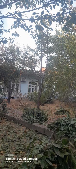 Archa daraxtlarga shakl beramiz,gullar ekamiz gazon ekamiz