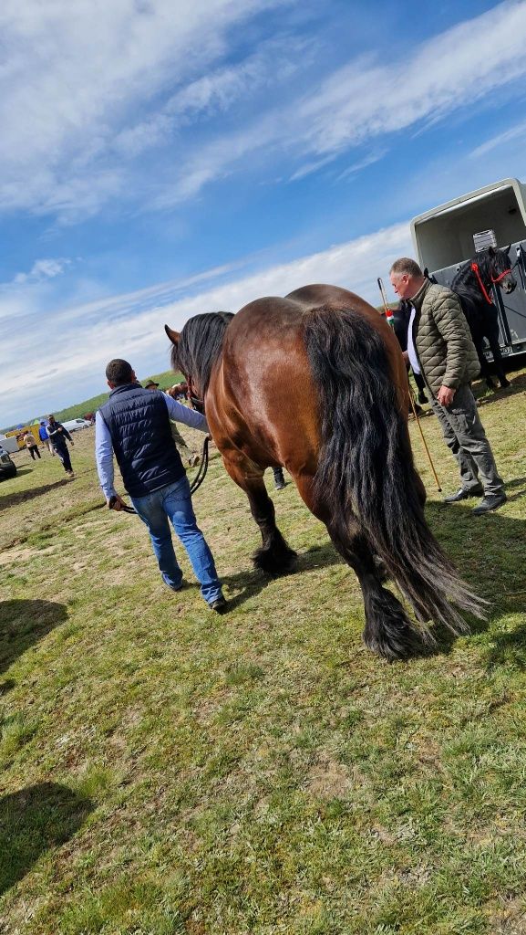 Armăsar Ardennais 3ani pt monta publica