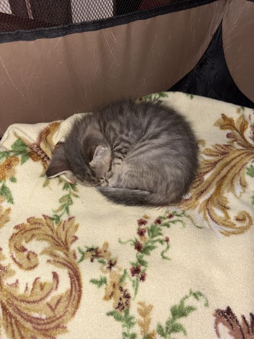 Котенок  девочка