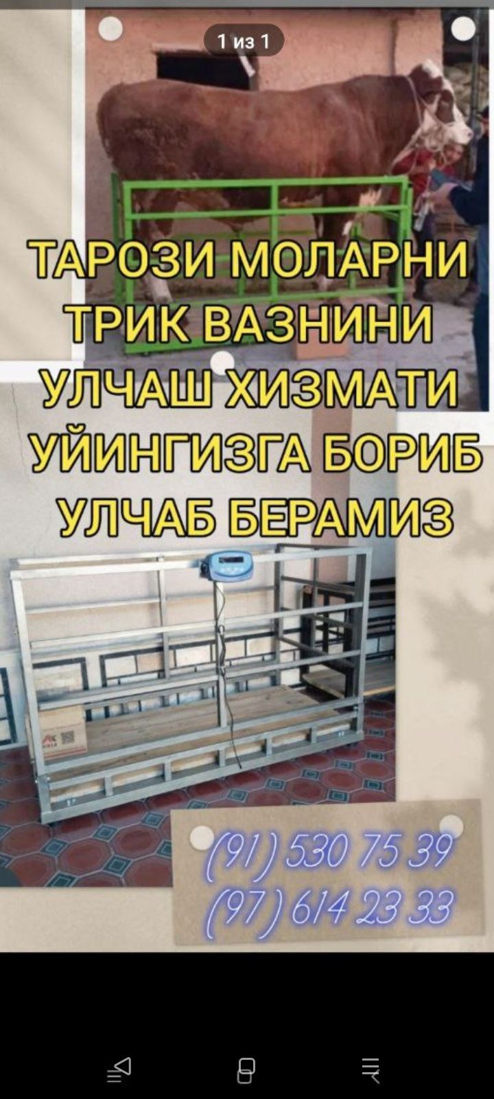 Тарози  хизмати моларние триквазнини улчаб берамиз