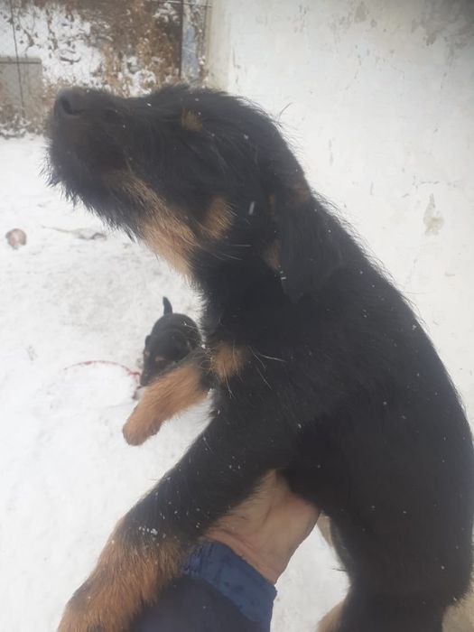 Продам щенка Ягтерьера