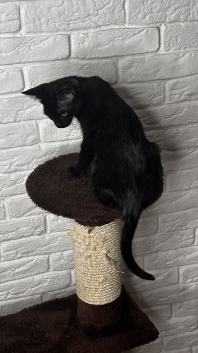 Котенок 3 месяца