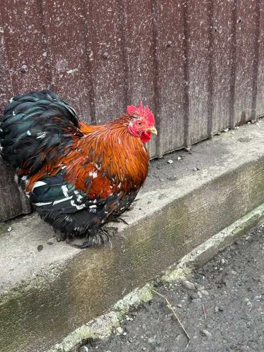 Cocosi de vanzare (matase japoneza cochinchina pitic si  brahma )