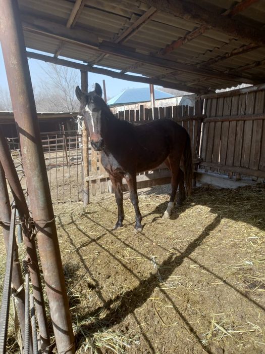 Екі жасар семіз жылқы