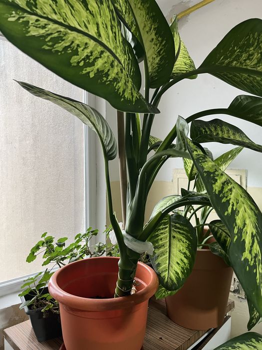 Vand flori decorative
