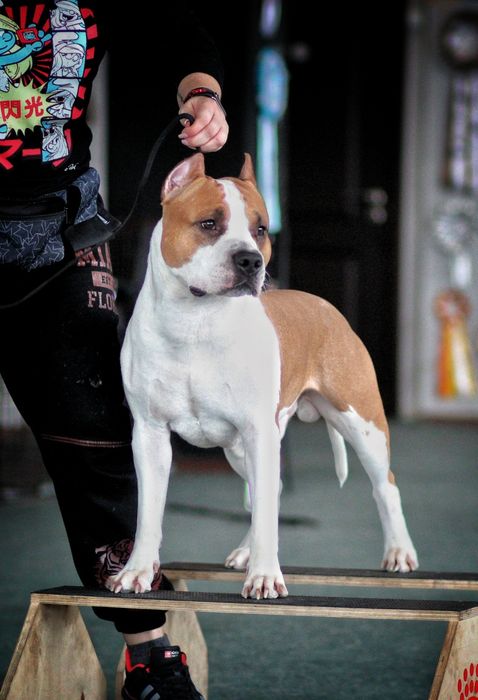 Кобель из питомника на вязку стафф