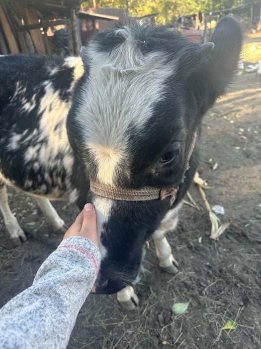 Se vinde pret 4300 lei negociabil