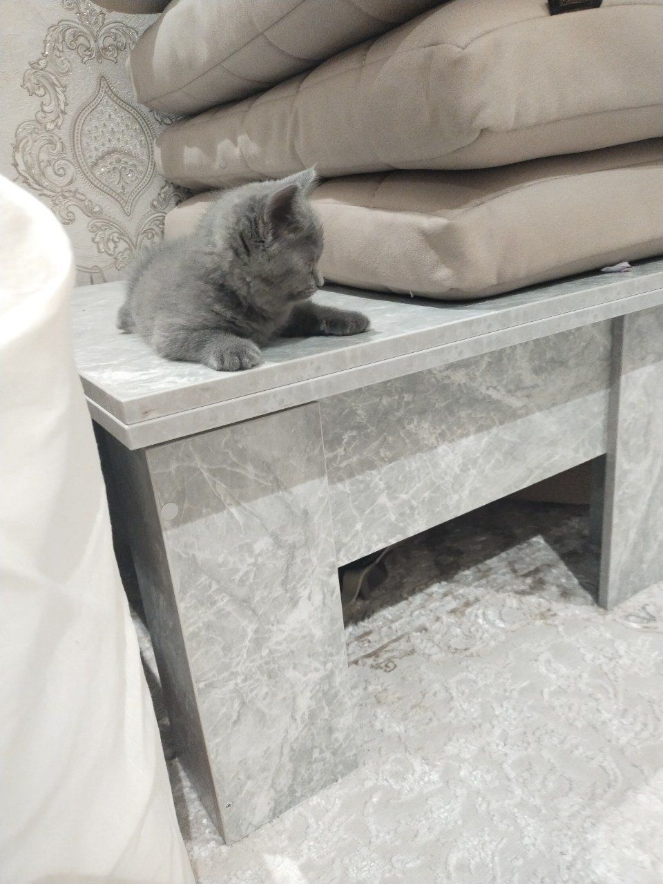 Продается котенок, девочка. Скотиш страйт.