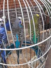 Perusi / papagali de vanzare diverse culori