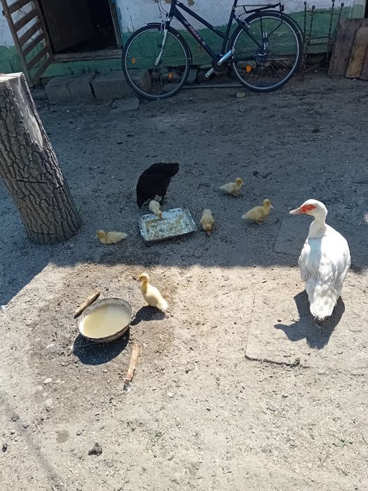 Vând rete mute cu tot cu bobocei de rata