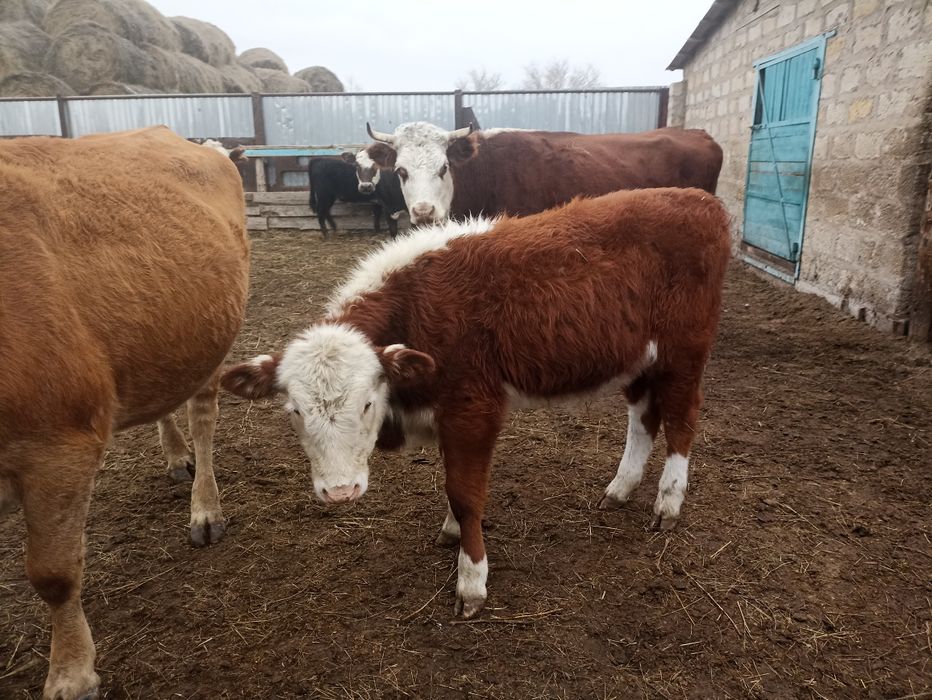 Подсос баспақтар