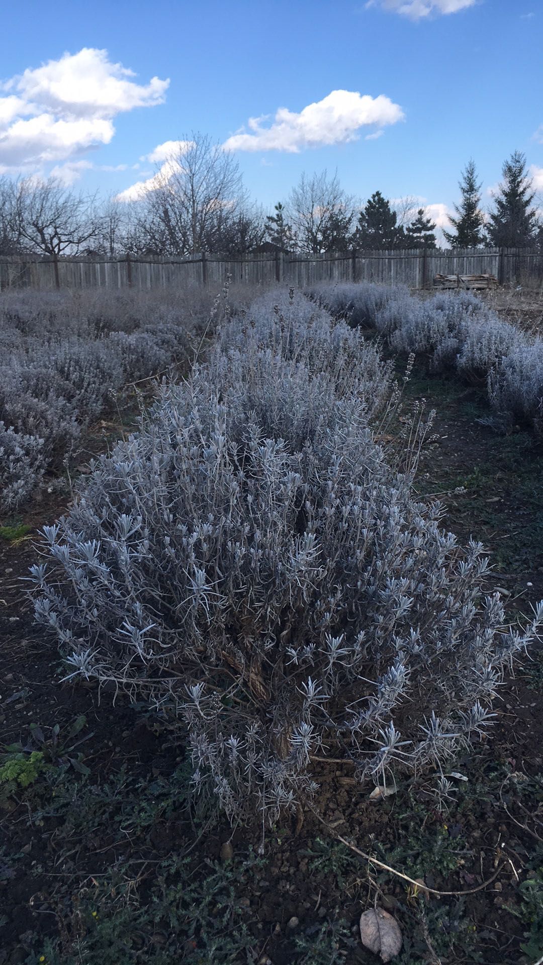 Lavanda (tufe mari )