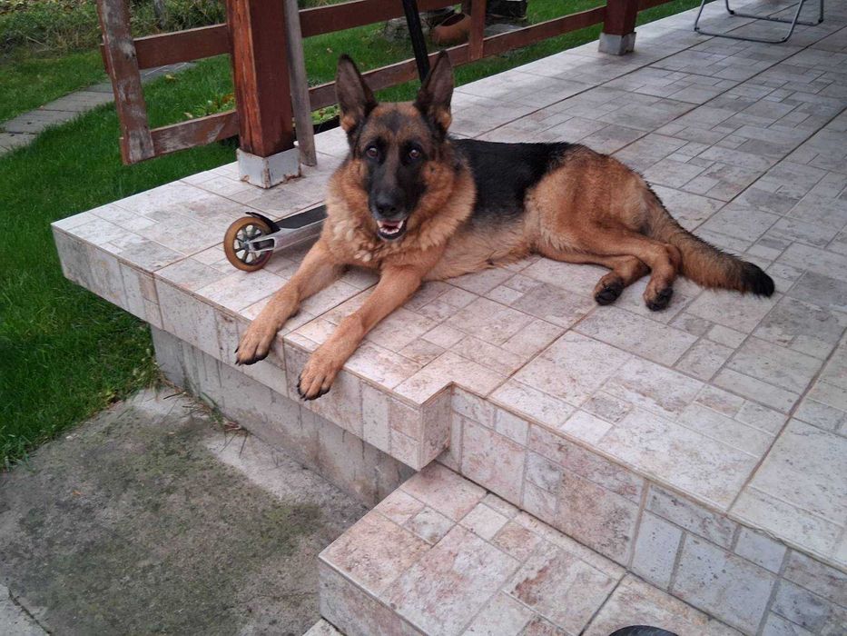 Две немски овчарки | мъжка и женска