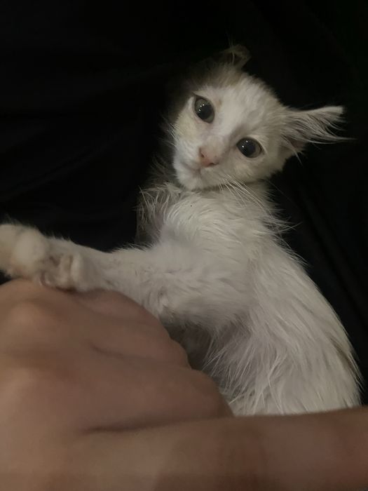 отдам бесплатно в хорошие руки