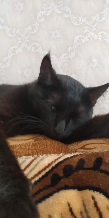 Отдам кошку в добрые руки