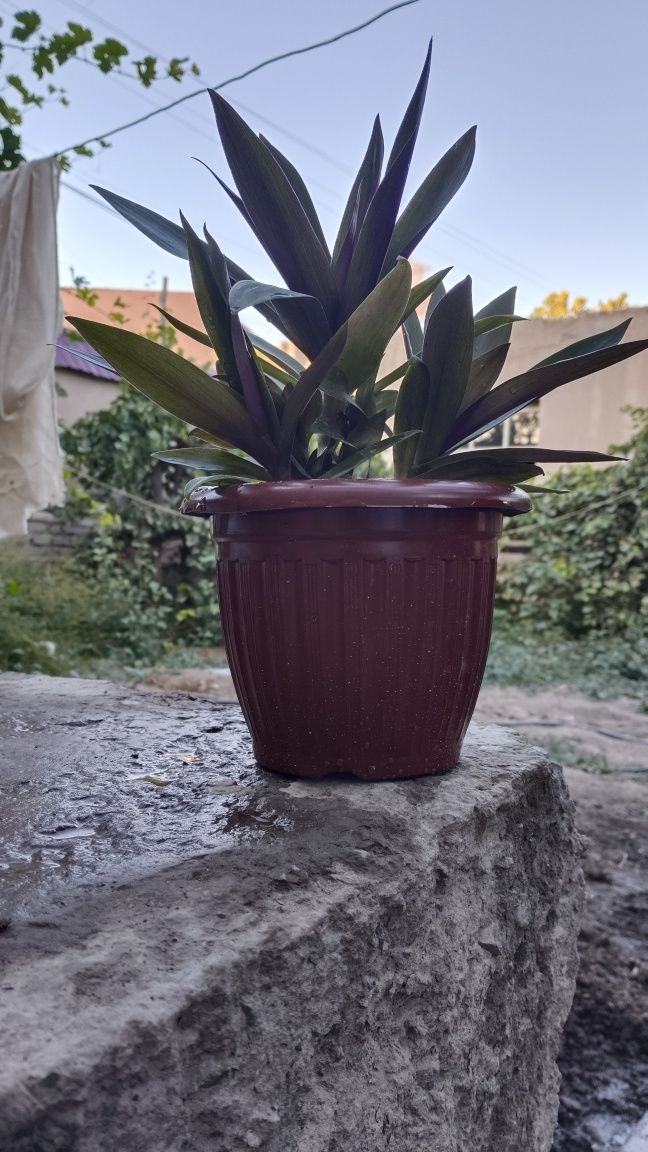 Xona gullari sotiladi. Sansevieriya va Setkreaziya