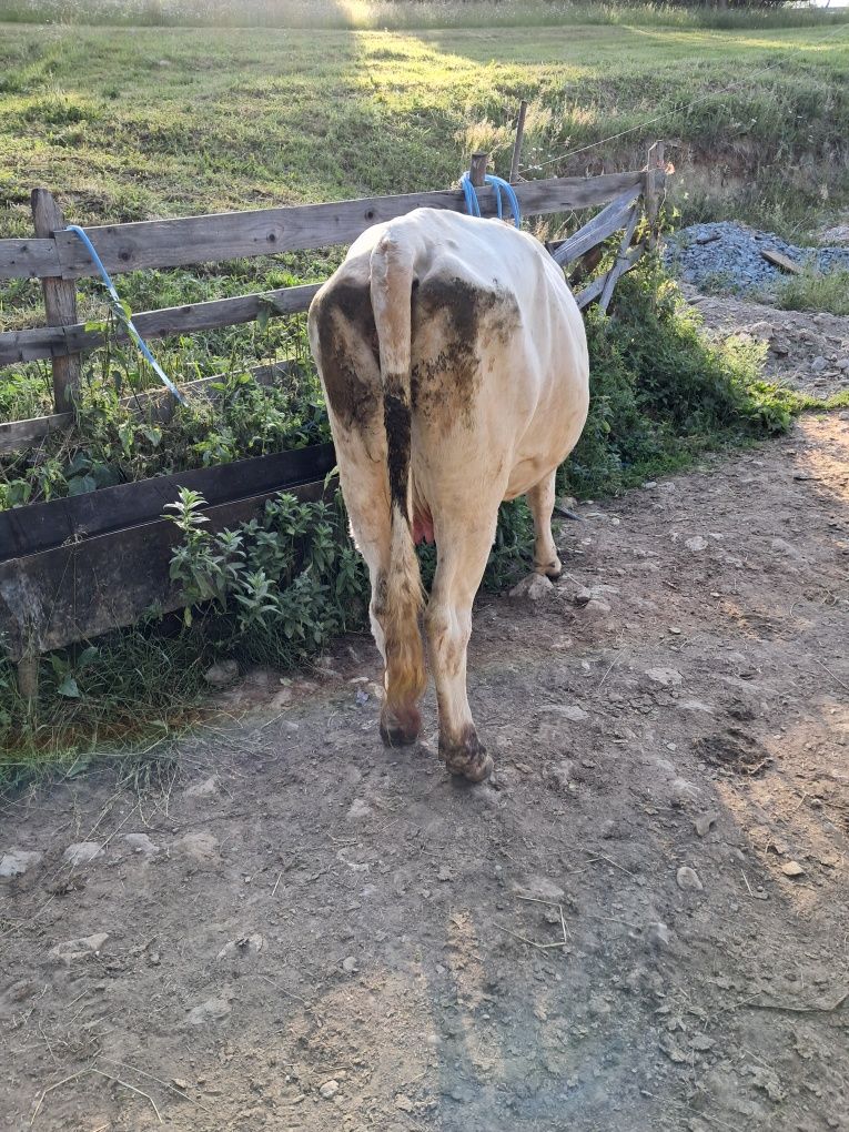 Vând o vaca și o juninca