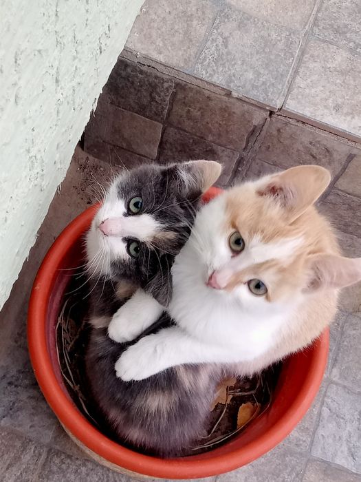 Марғау. Котята , Мысық.