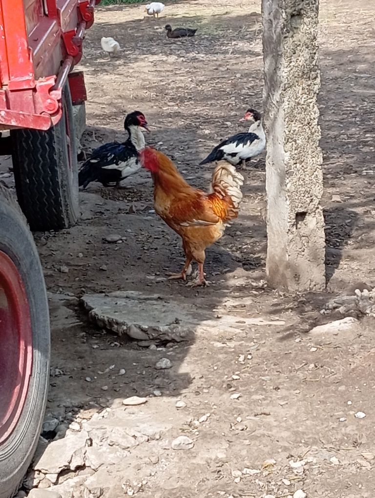 Cucoș de casa  crescut de mine ..îl dau pentrucă am alți pui in loc