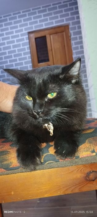 продам Йоркская шоколадная кошку