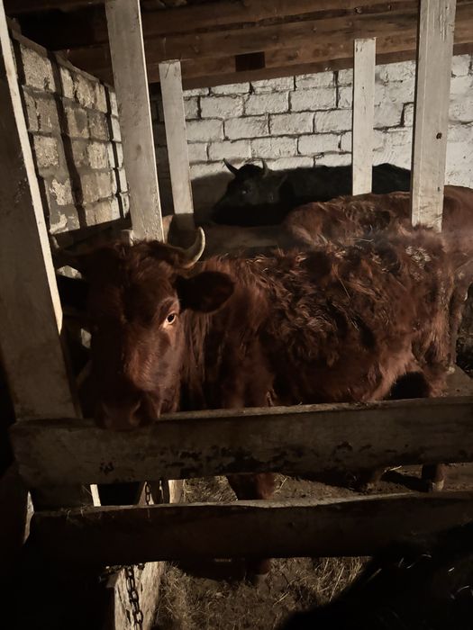 1,5 жасар ұрғашы сатылады