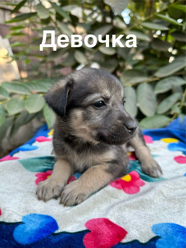 Отдадим щенков в добрые руки