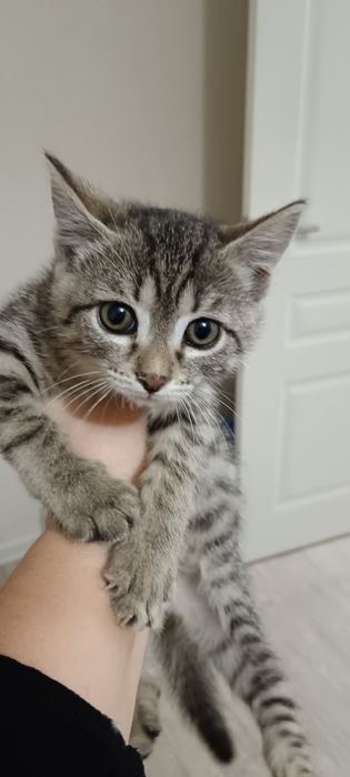 Отдам в добрые руки котёнка