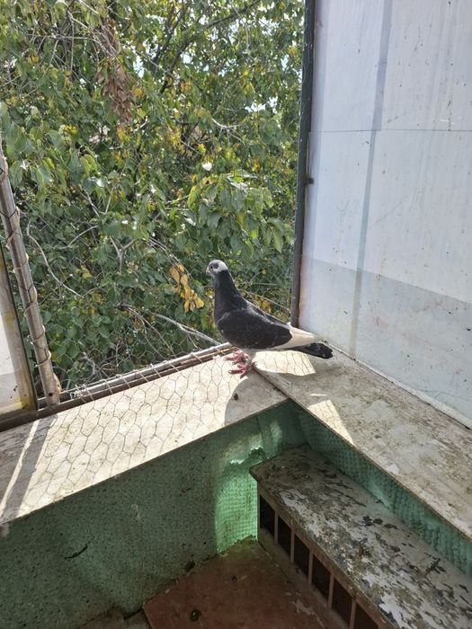 Vând porumbei voiajori sport