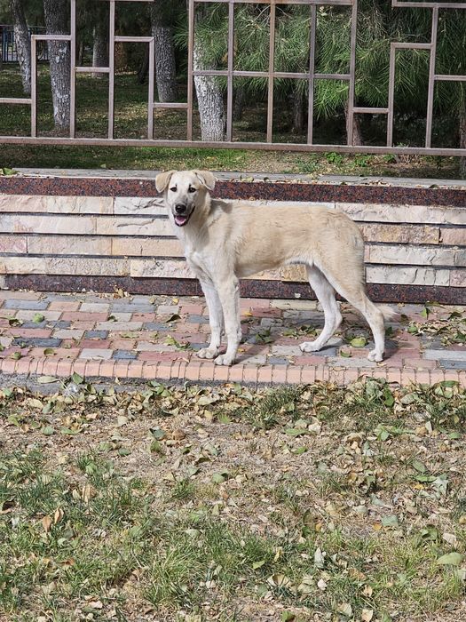 Собака девочка,в Добрые Руки!!!