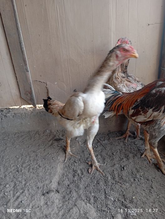 ПродамДаканиха шамо