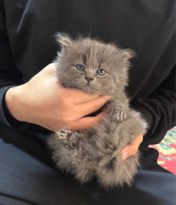 Skotish strayt 2 oylik