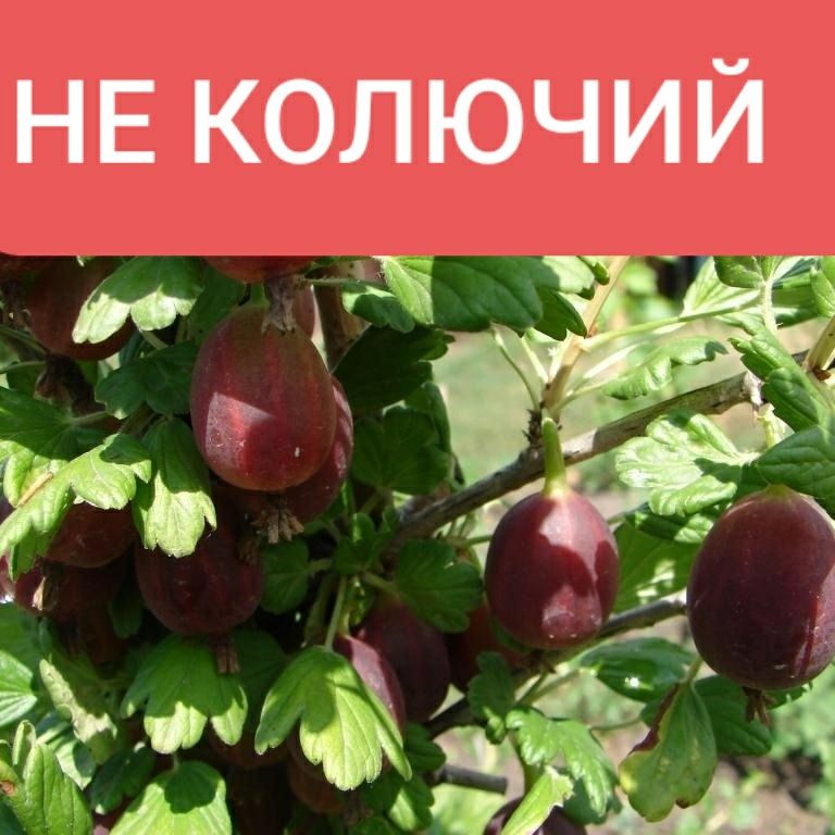 Саженцы не колючего крыжовника