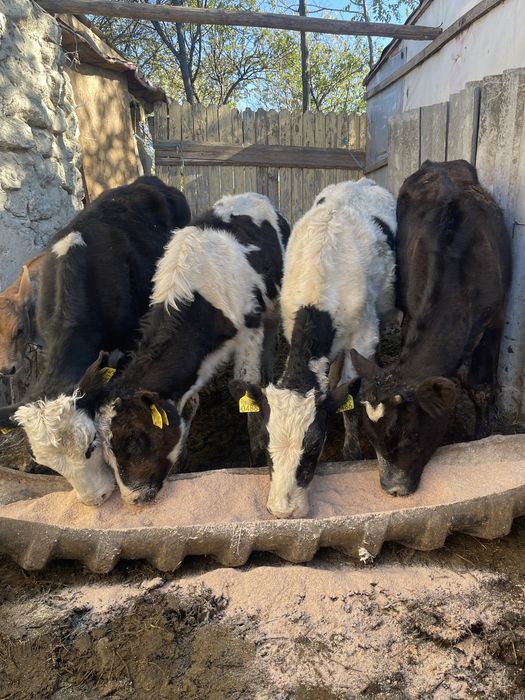 Vitele de rasa sunatiii