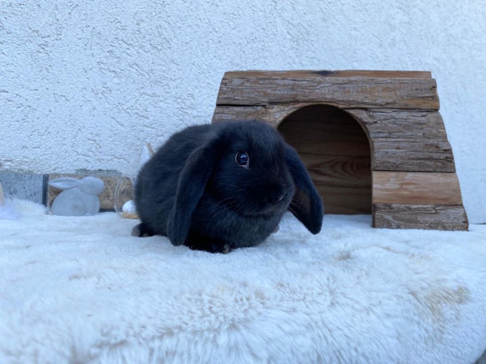 Iepuri pitici de companie berbec pitic/holland lop/mini lop