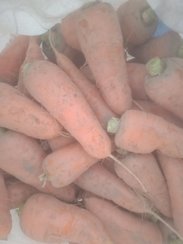 марковь крупная и средняя