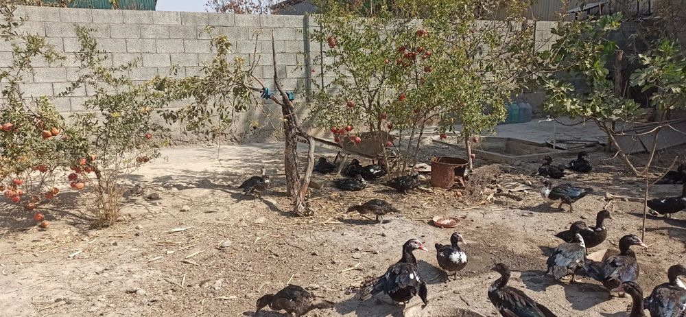 O'rdak sotiladi soni etmishta