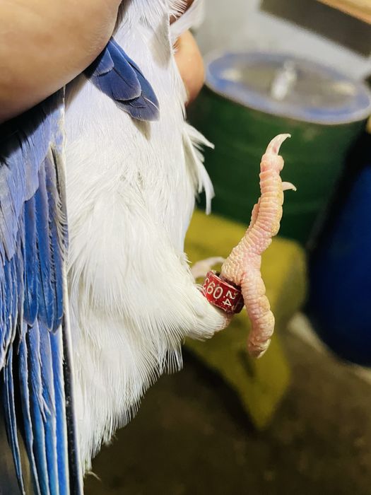 Papagali Micul Alexander Paun 2 ani