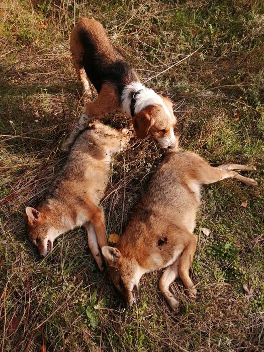 Продавам Барак - хишничар