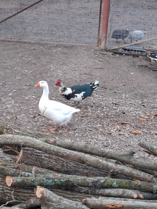 Vând rațe mute ciocolatii